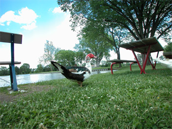 muscovy duck