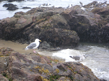 pescadero_rocks.jpg