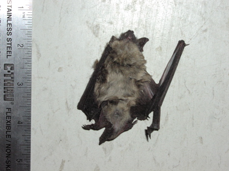 dead_baby_brown_bat.jpg