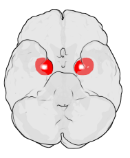 Your amygdala is not good for hugs. It gives your "traps" a beating.