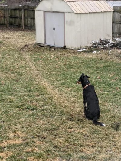 dog desire path